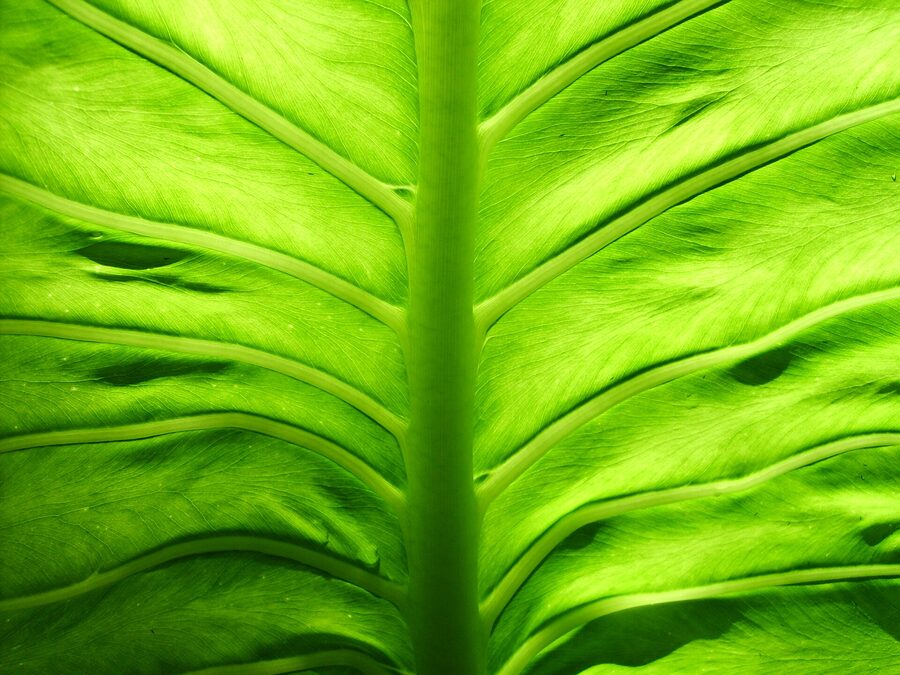 Foliage