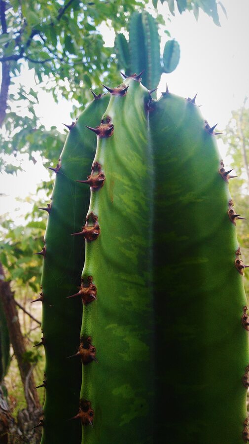 Cactus