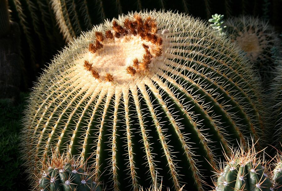 Specimen Cactus