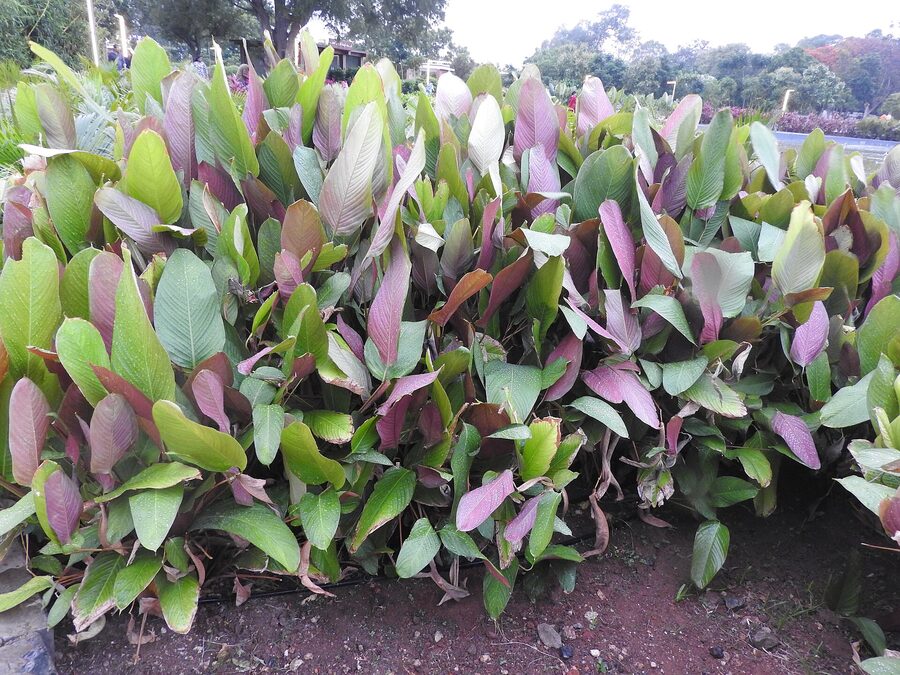 Pink Calathea