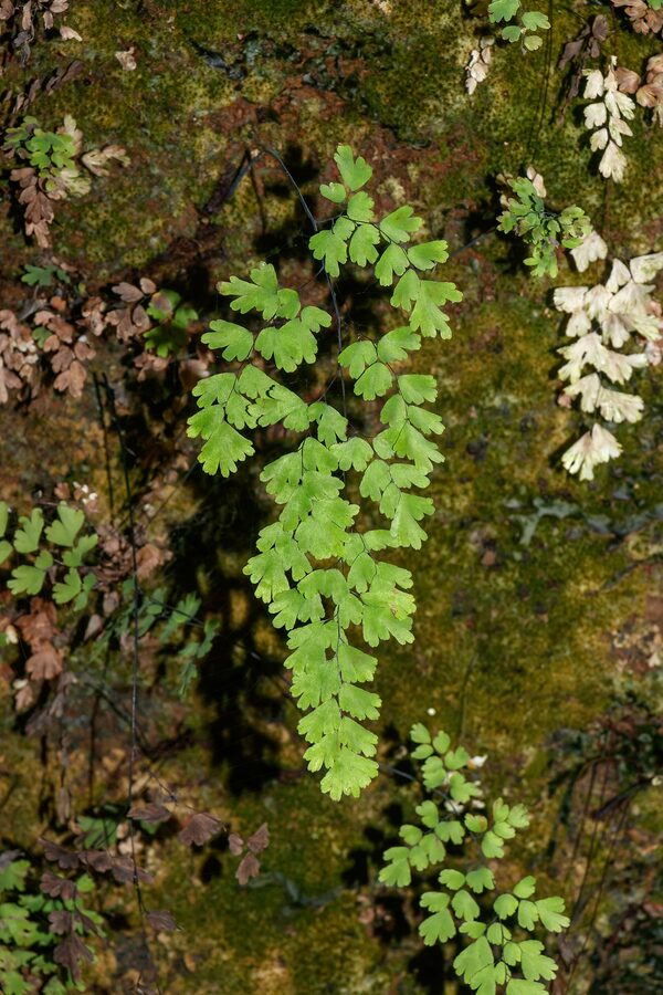 Ferns