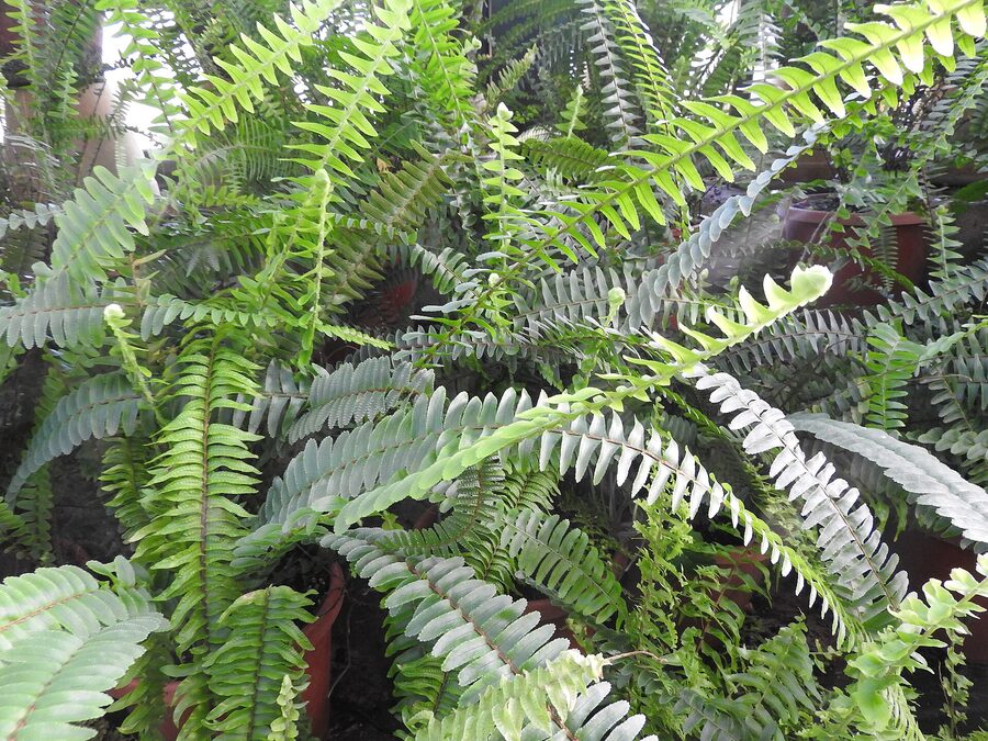 Bushy Fern