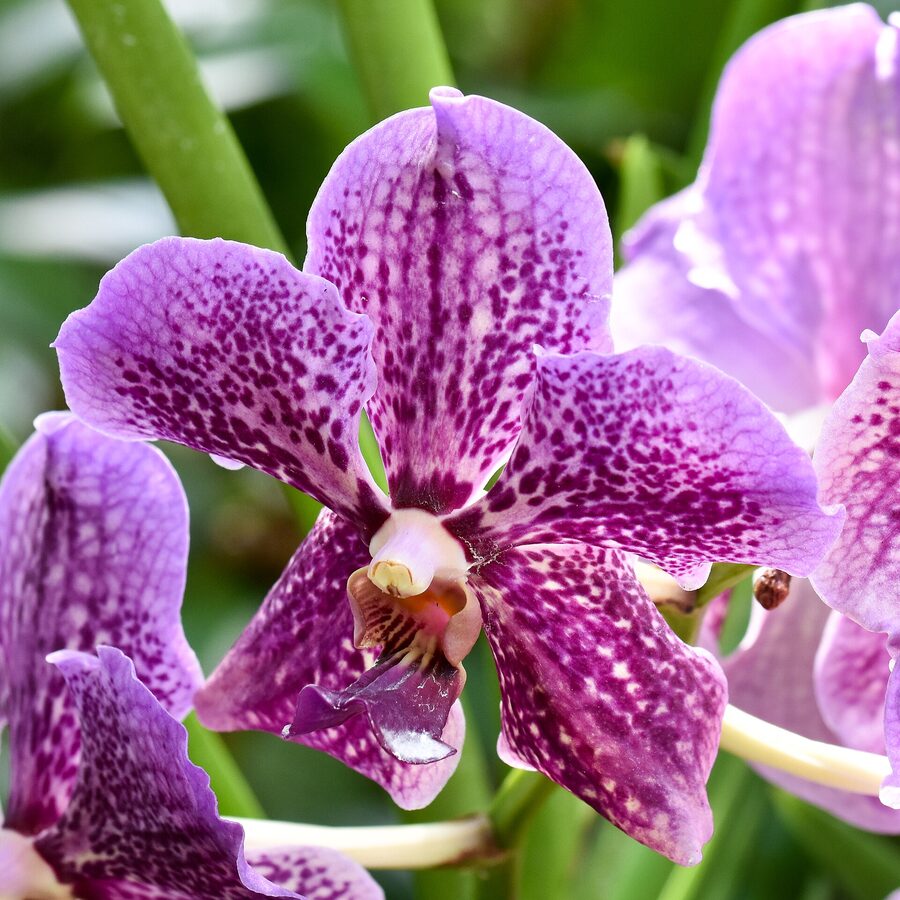 Phalaenopsis Orchid