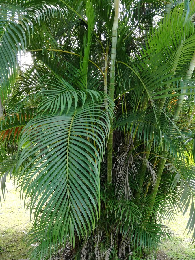 Areca Palm