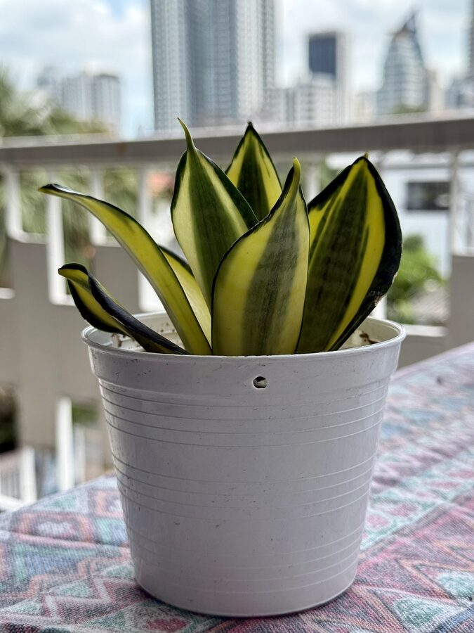 Snake Plant